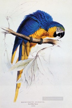  Lear Art - Blue And Yellow Macaw Edward Lear